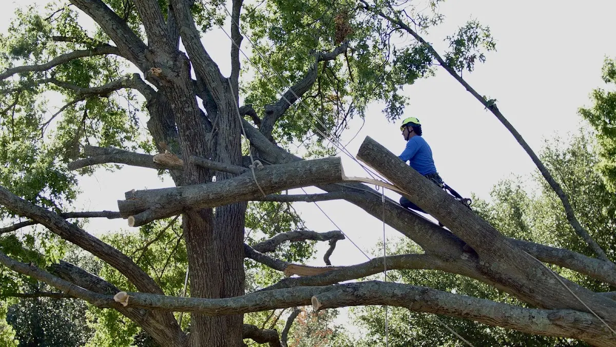 Professional Crown Thinning performed by certified arborists in Bunker Hill