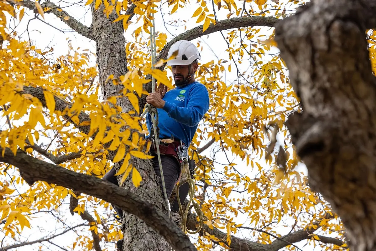 Skilled Tree Transplanting crew working in Bunker Hill